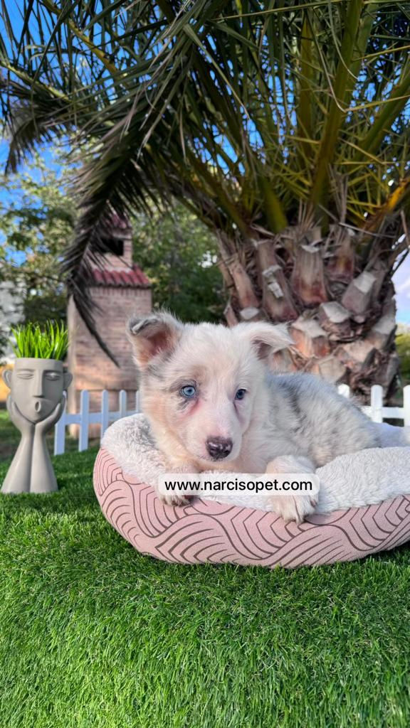 Miniatura: Border Collie Blue Merlé - Hembra