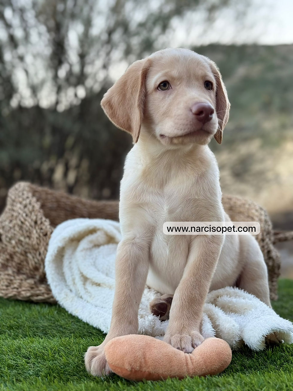 Miniatura: Labrador Retriever Amarillo Hembra | Galleta
