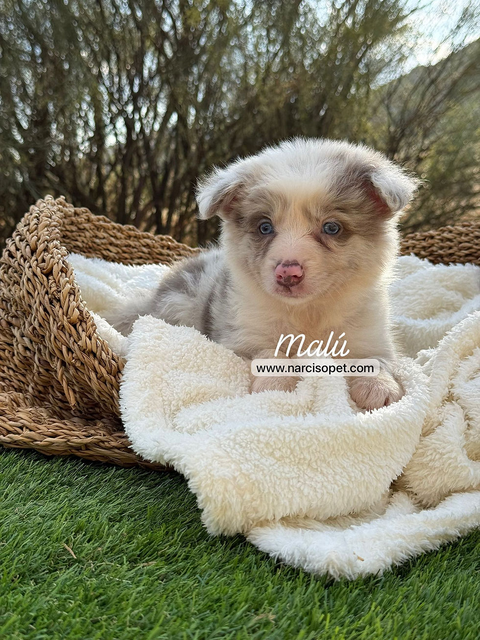 Thumbnail: Border Collie Blue Merle Lilac Hembra | Malú