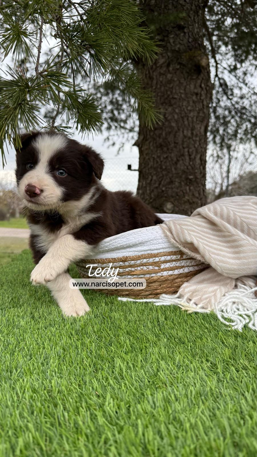Thumbnail: Border Collie Chocolate | Macho "Tedy"