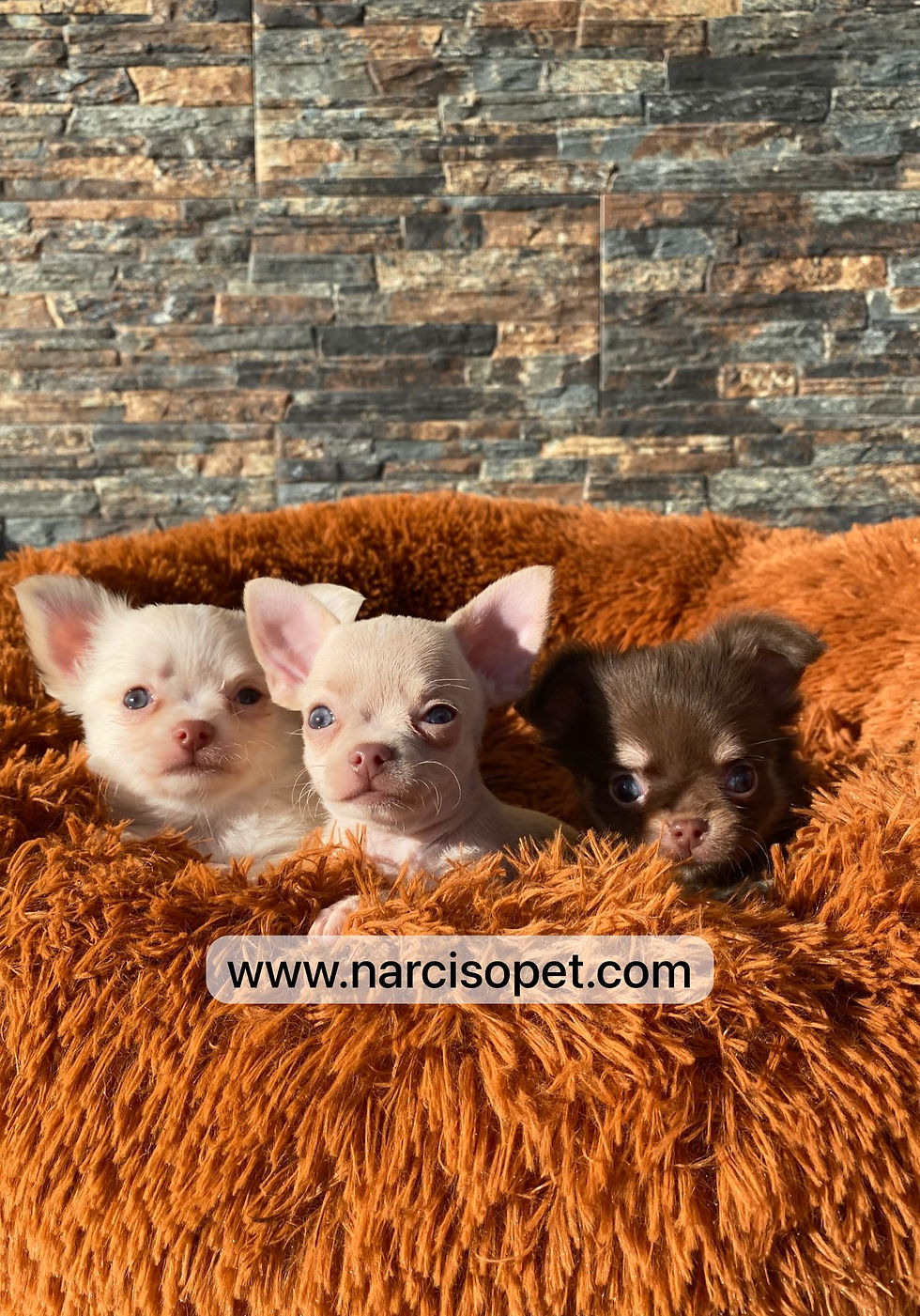 Miniatura: Chihuahuas Toys pelo largo y corto - Machos