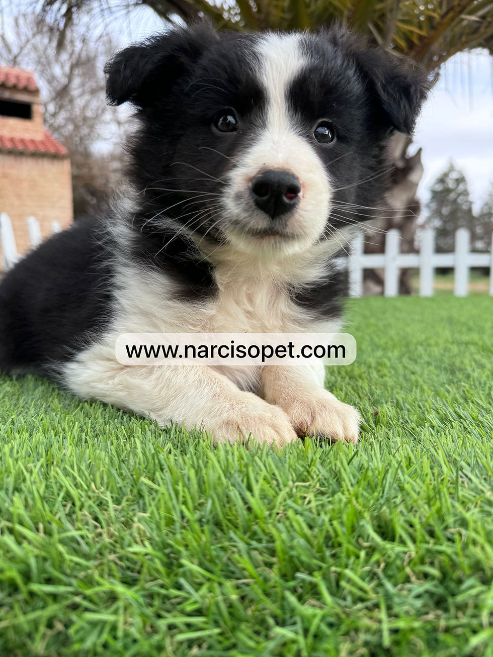 Miniatura: Border Collie Blanco y Negro | Macho