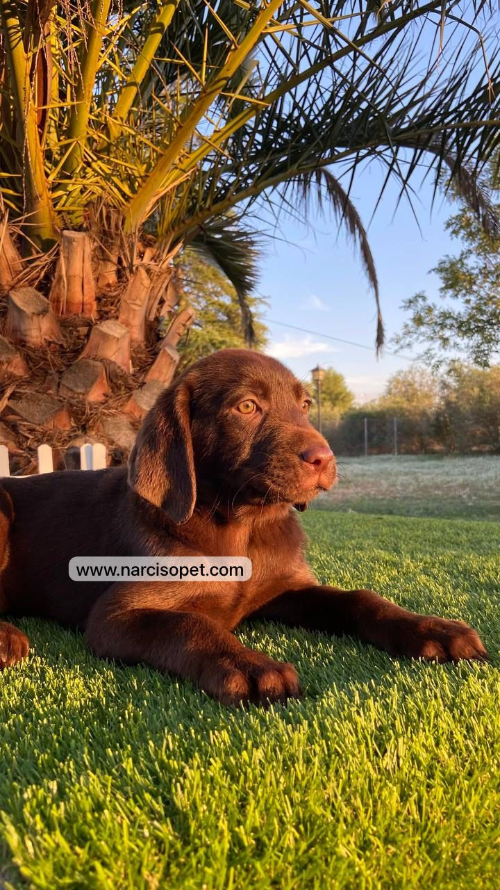 Thumbnail: Labrador Chocolate - Hembra