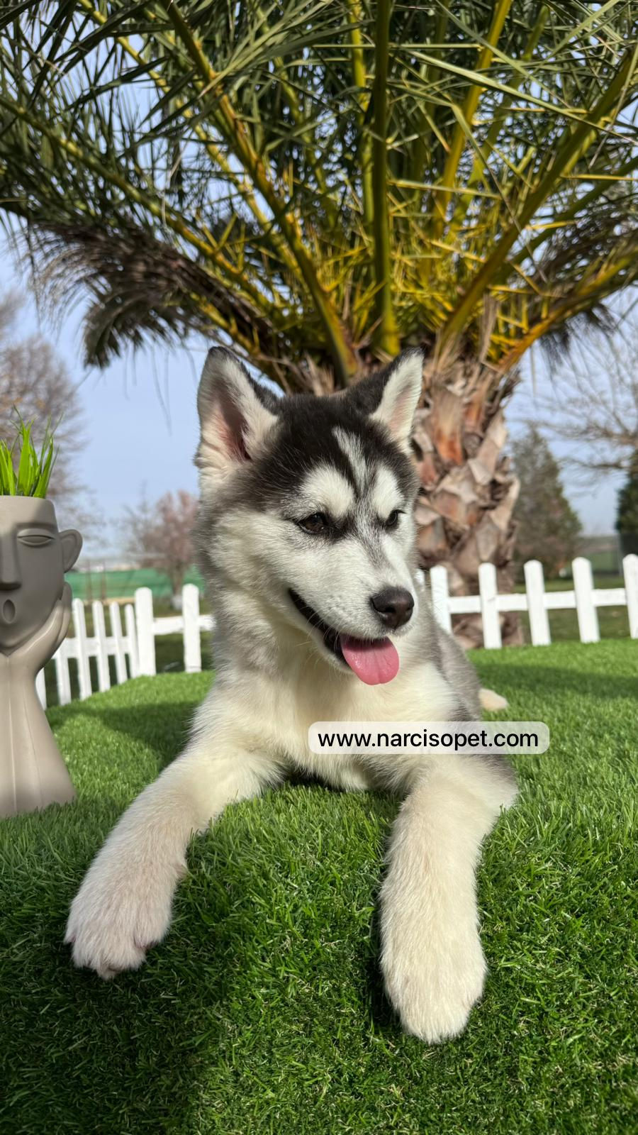 Miniatura: Husky Blanco y Negro Silver - Hembra