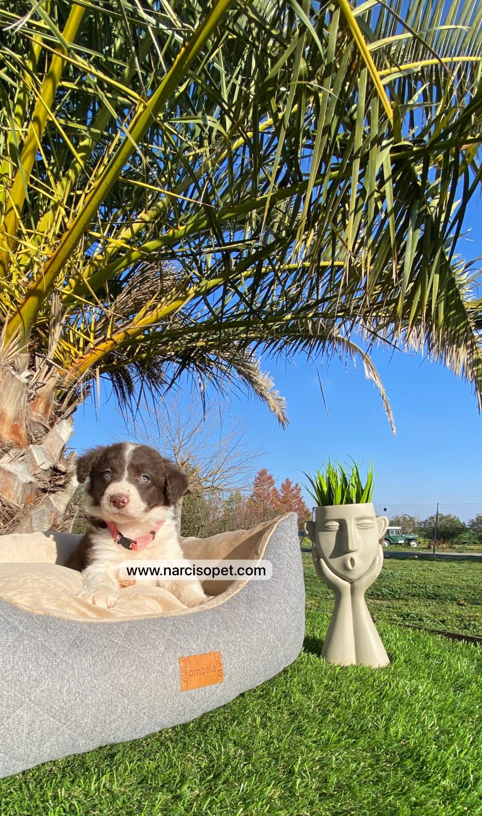 Miniatura: Border Collie Chocolate | Hembras