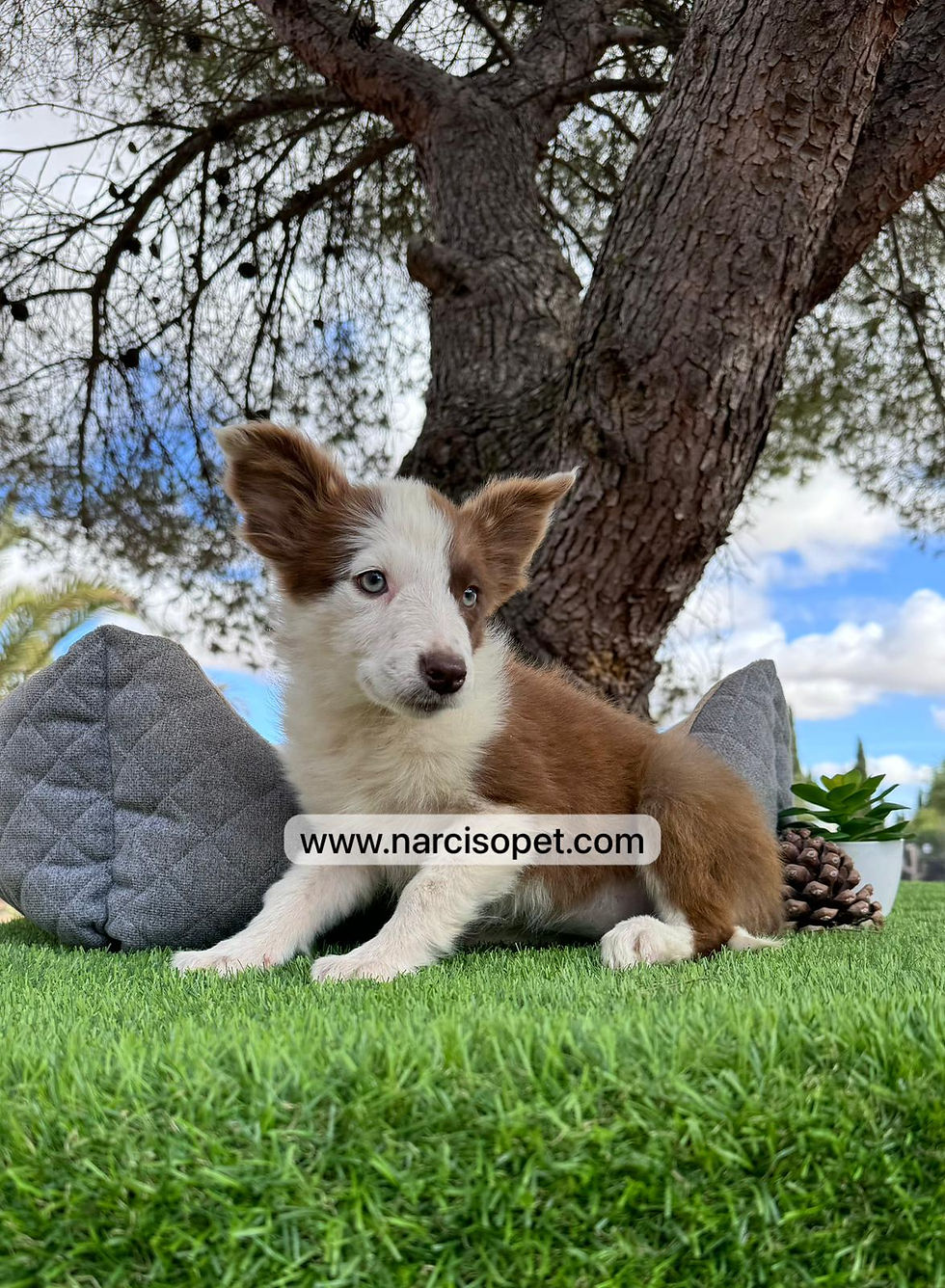 Miniatura: Border Collie Chocolate | Hembra