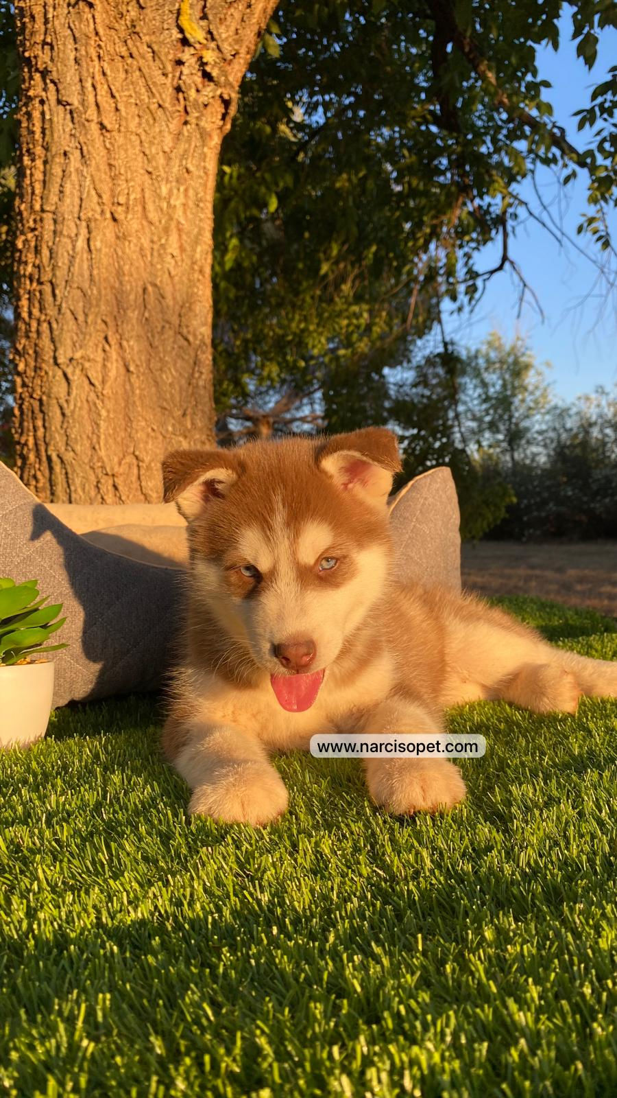Miniatura: Husky Siberiano Rojo intenso | Hembra