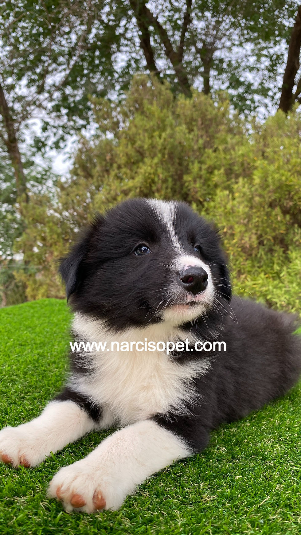 Miniatura: Border Collie Blanco y Negro Macho