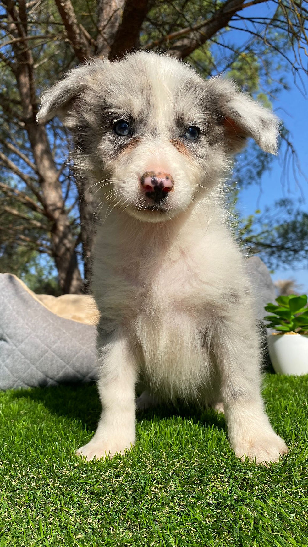 Thumbnail: Border Collie Merle | Hembra