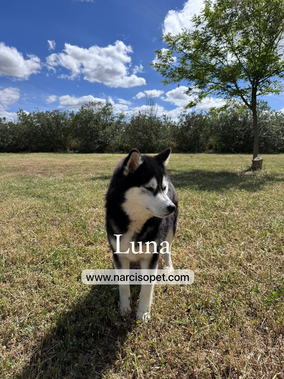 Thumbnail: Husky Siberiano Rojo intenso | Hembra