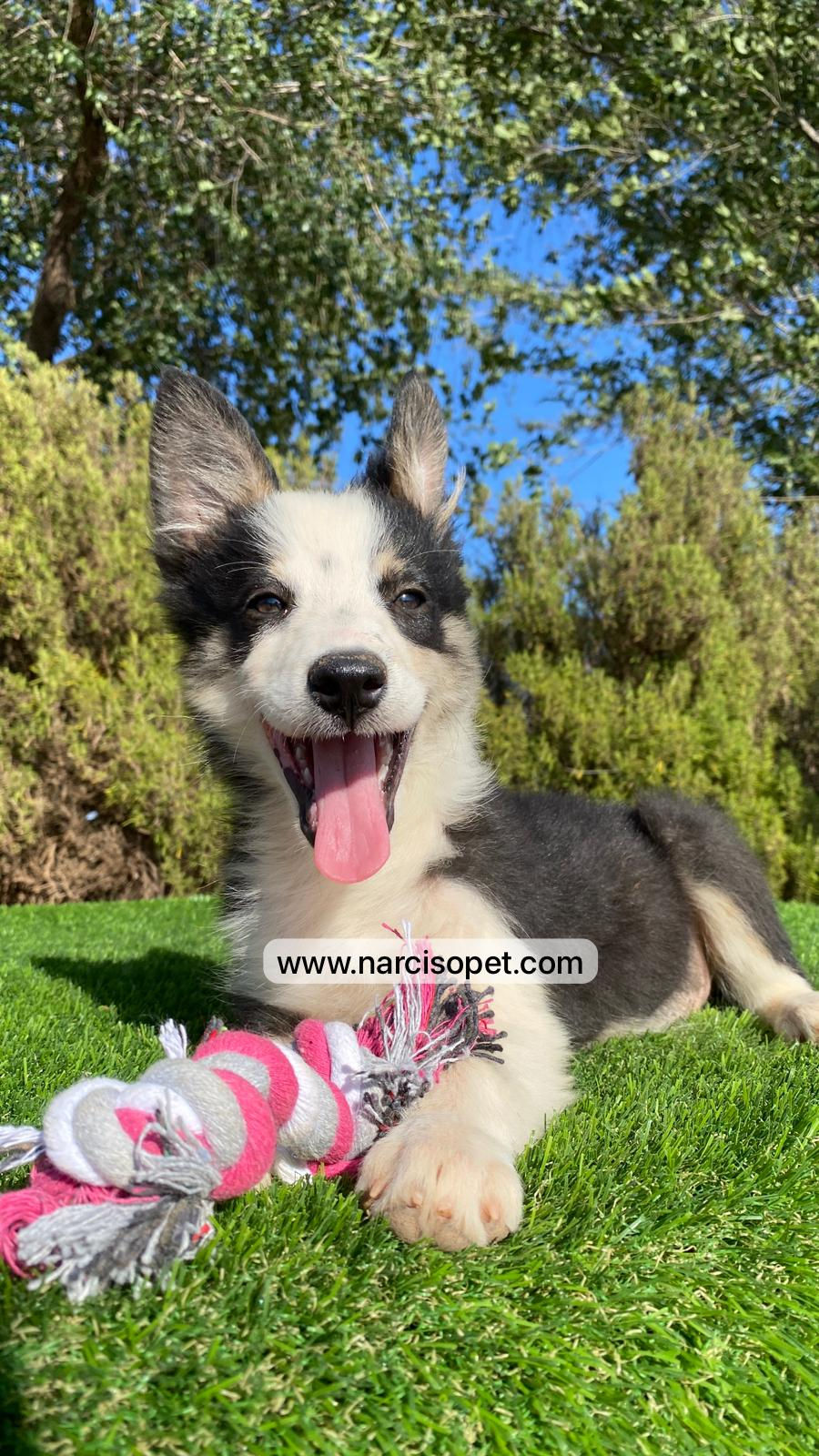 Miniatura: Border Collie Hembra Tricolor