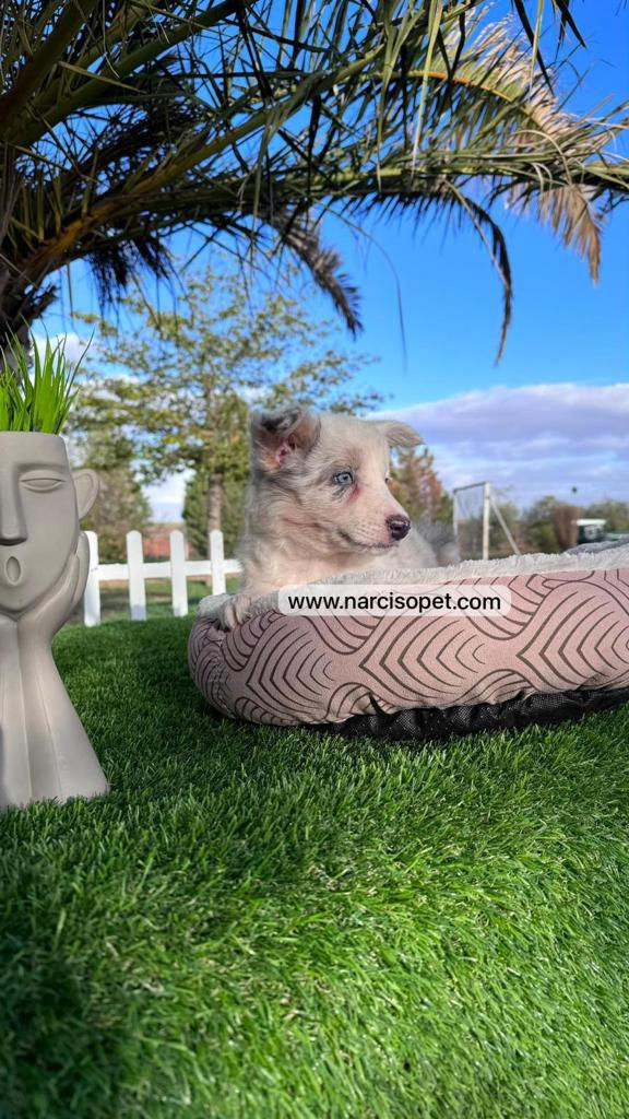 Miniatura: Border Collie Blue Merlé - Hembra