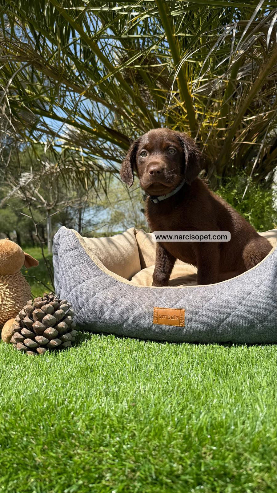 Miniatura: Labrador Retriever Chocolate | Hembra "Lola"