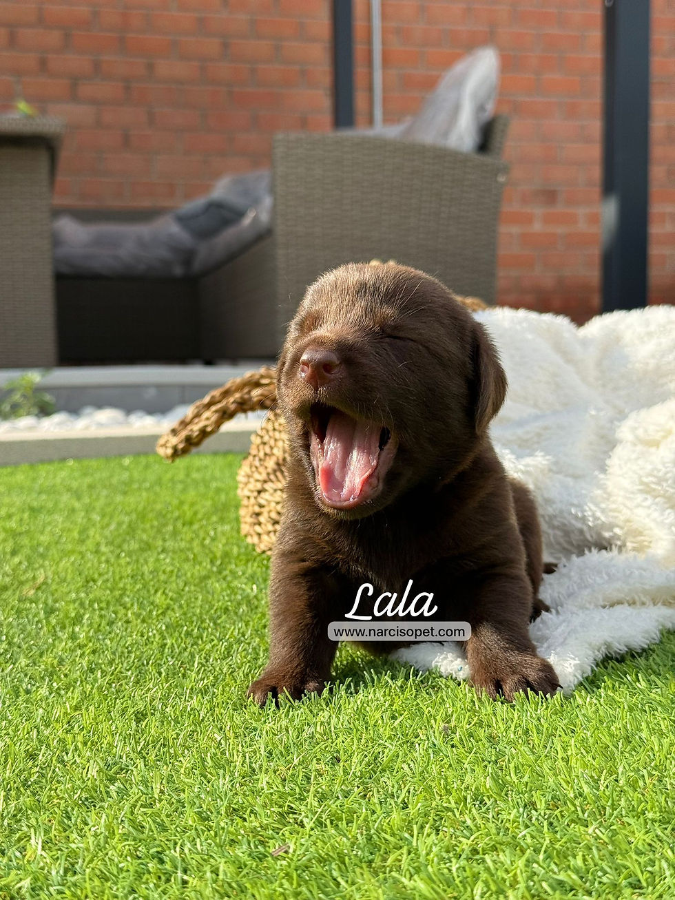 Miniatura: Labrador Retriever Chocolate Hembra | Lala