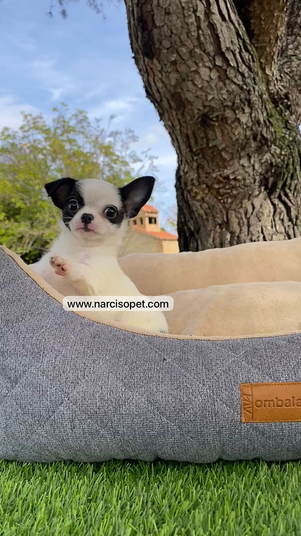 Miniatura: Chihuahua mini toy | Macho - Blanco  y Negro