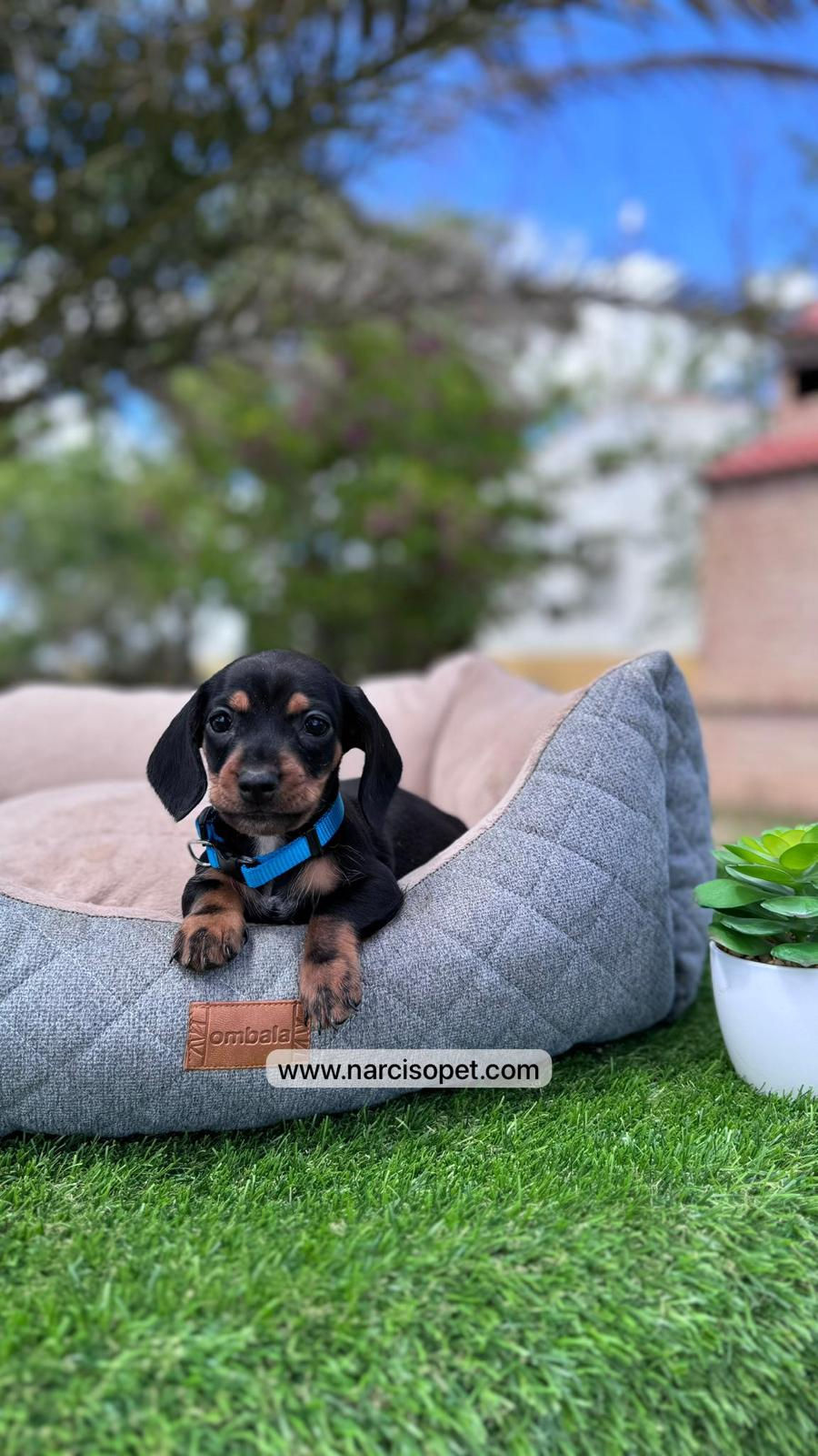 Miniatura: Teckel Kaninchen Negro y Fuego | Macho