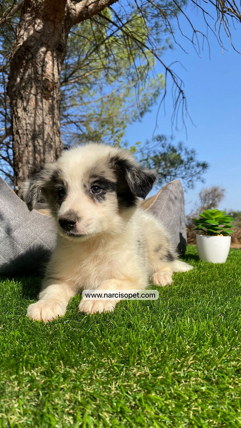 Thumbnail: Border Collie Blue Merle | Macho