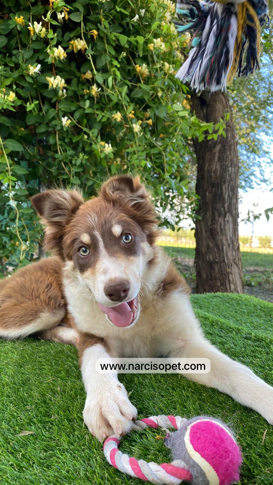 Miniatura: Border Collie Chocolate - Hembra