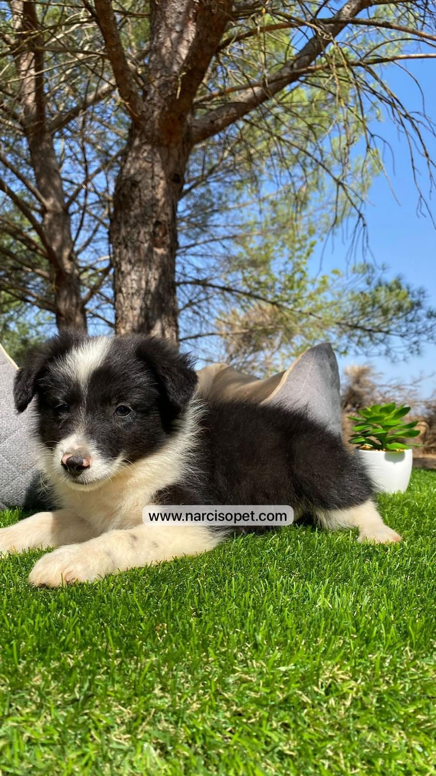 Miniatura: Border Collie Blanco y Negro | Macho