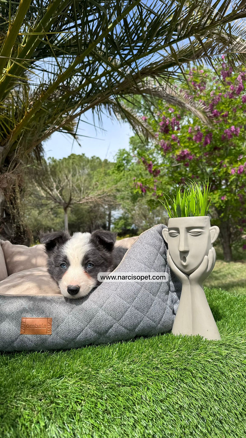 Thumbnail: Border Collie Blue | Hembras