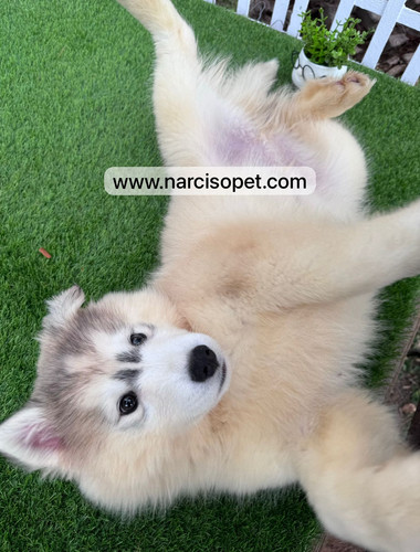 Husky Siberiano Color Arena - Macho | Narciso Pet