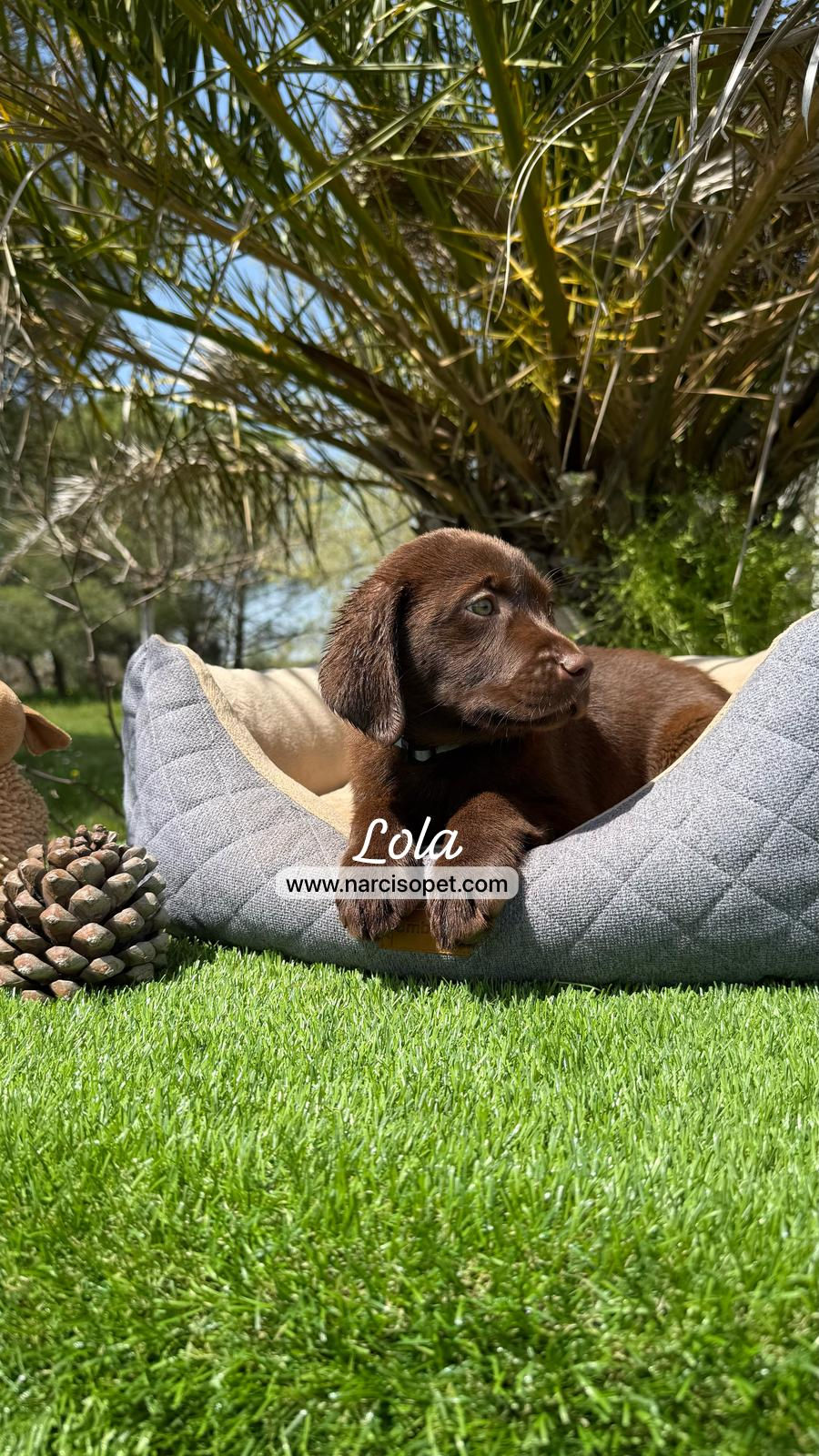 Miniatura: Labrador Retriever Chocolate | Hembra "Mocca"