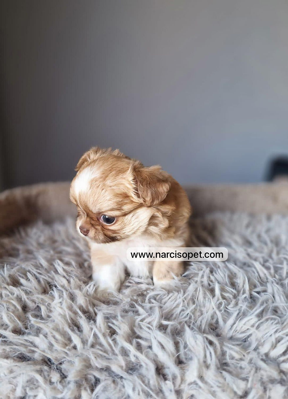 Thumbnail: Chihuahua Pelo Largo | Hembra