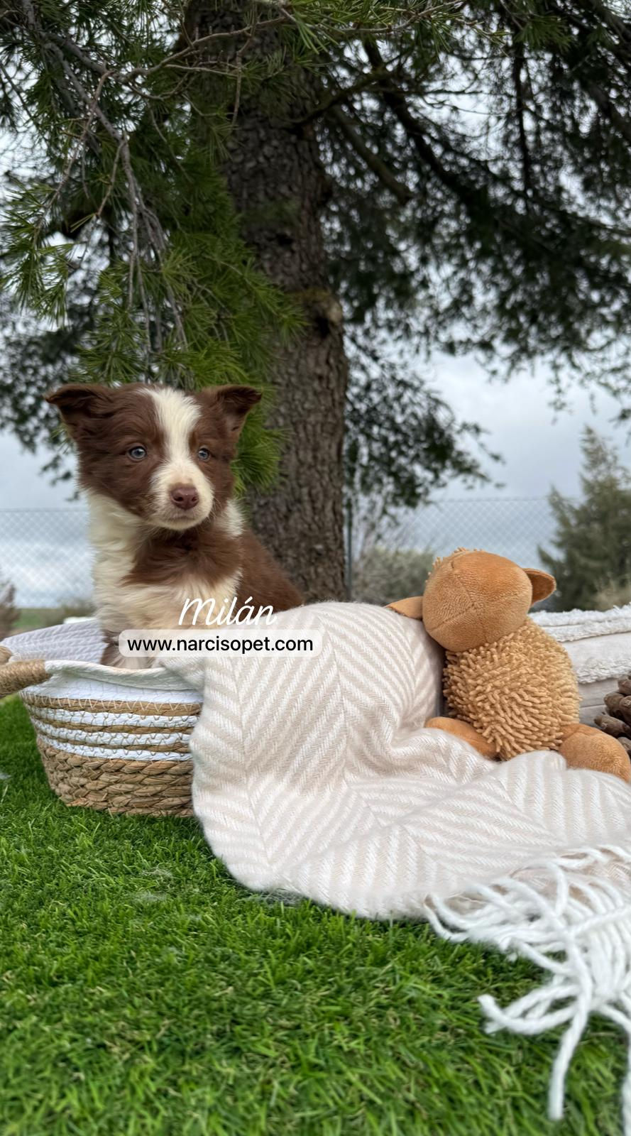 Miniatura: Border Collie Chocolate | Macho "Milán"