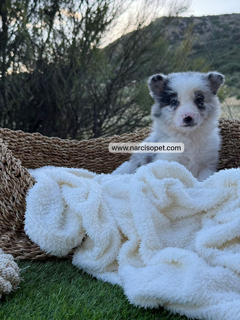 Miniatura: Border Collie Merle Hembra | Boliña