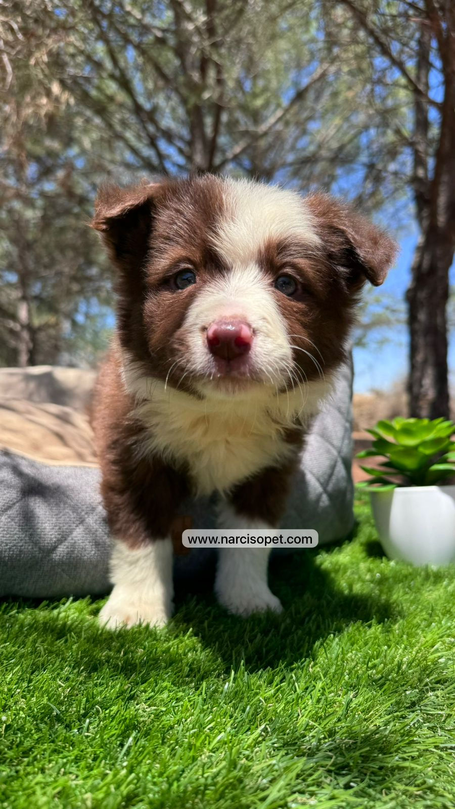 Miniatura: Border Collie Chocolate | Hembra