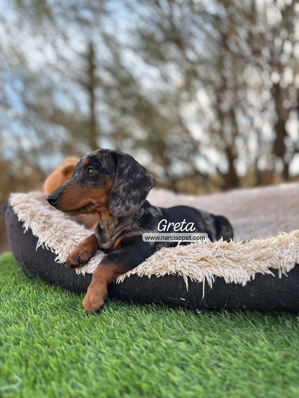 Thumbnail: Teckel Mini Arlequin Plata | Hembra “Greta”