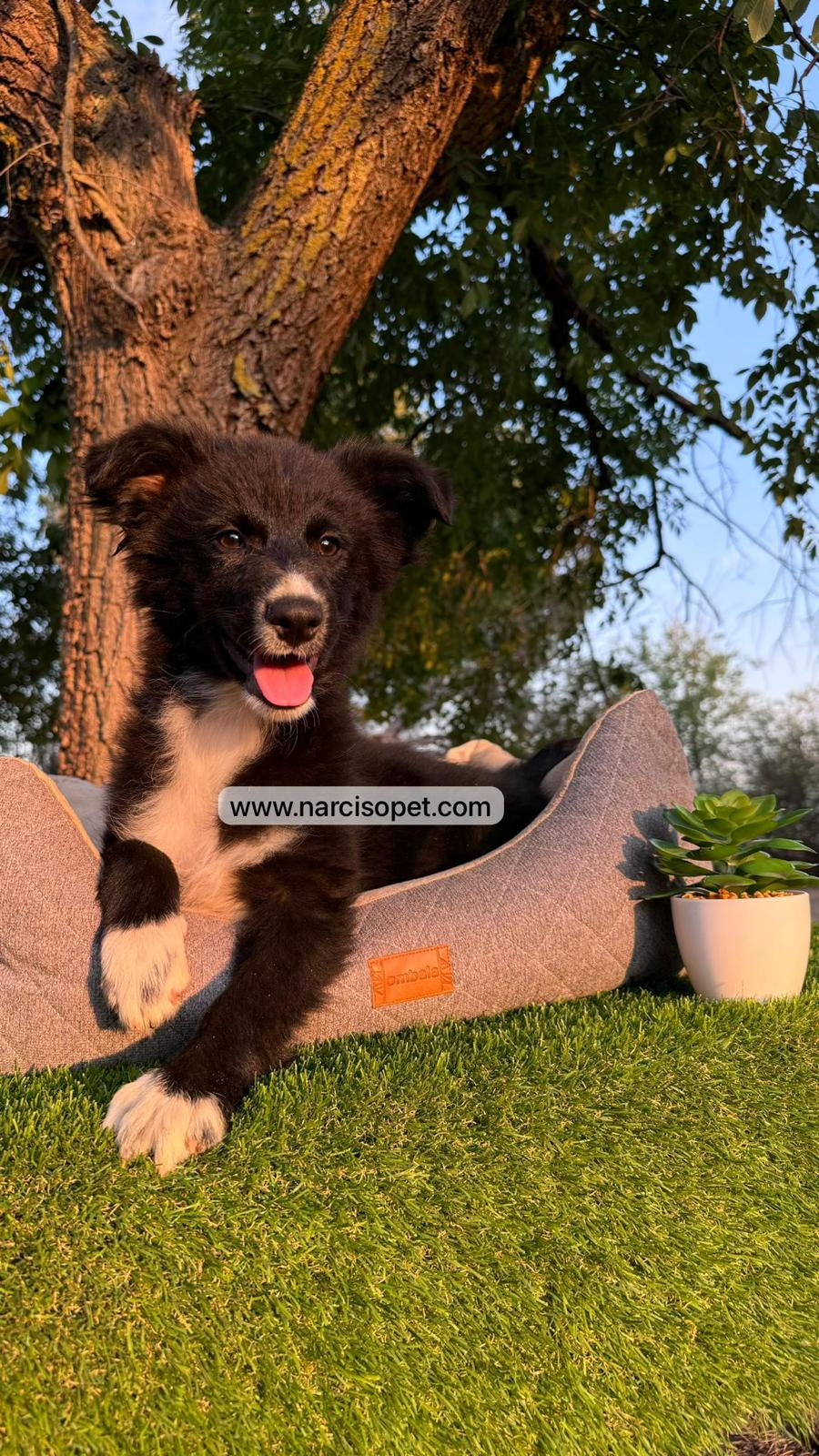 Thumbnail: Border Collie Blanco y Negro | Macho
