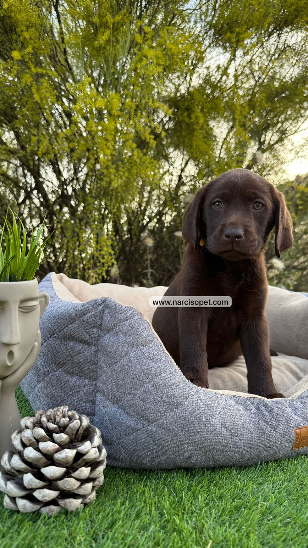 Thumbnail: Labrador Retriever Chocolate | Hembra "Ariel"