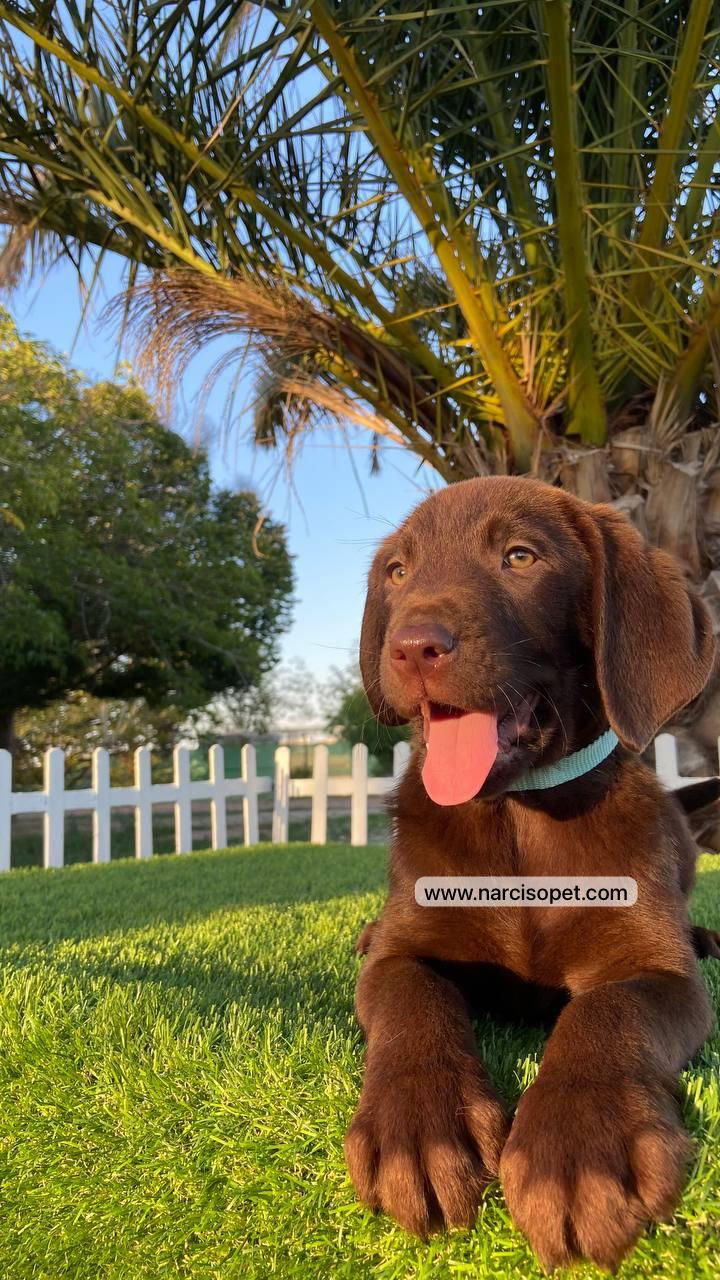 Thumbnail: Labrador Chocolate - Macho