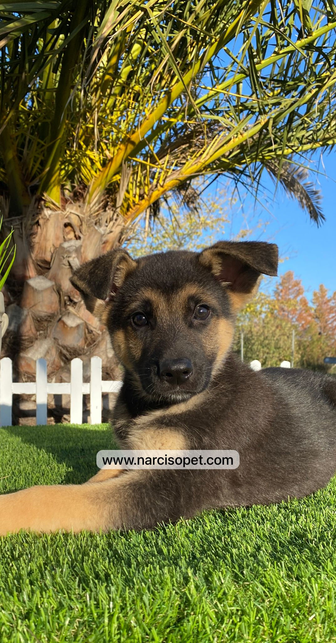 Pastor Alemán - Macho