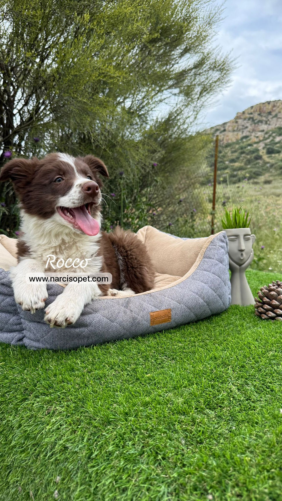Miniatura: Border Collie Chocolate | Macho "Rocco"