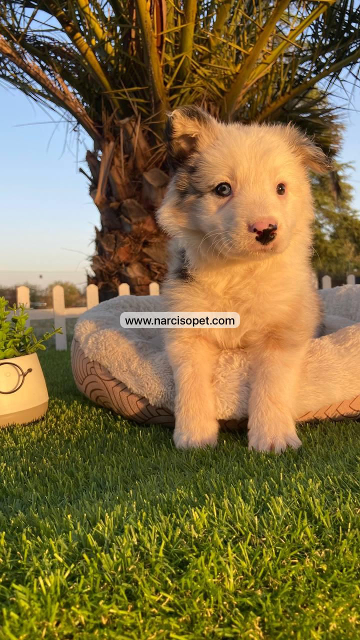 Miniatura: Border Collie Blue Merle | Macho