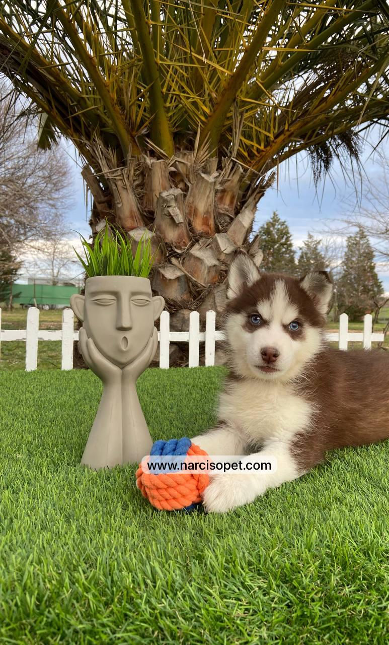 Thumbnail: Husky Rojo y Blanco - Macho