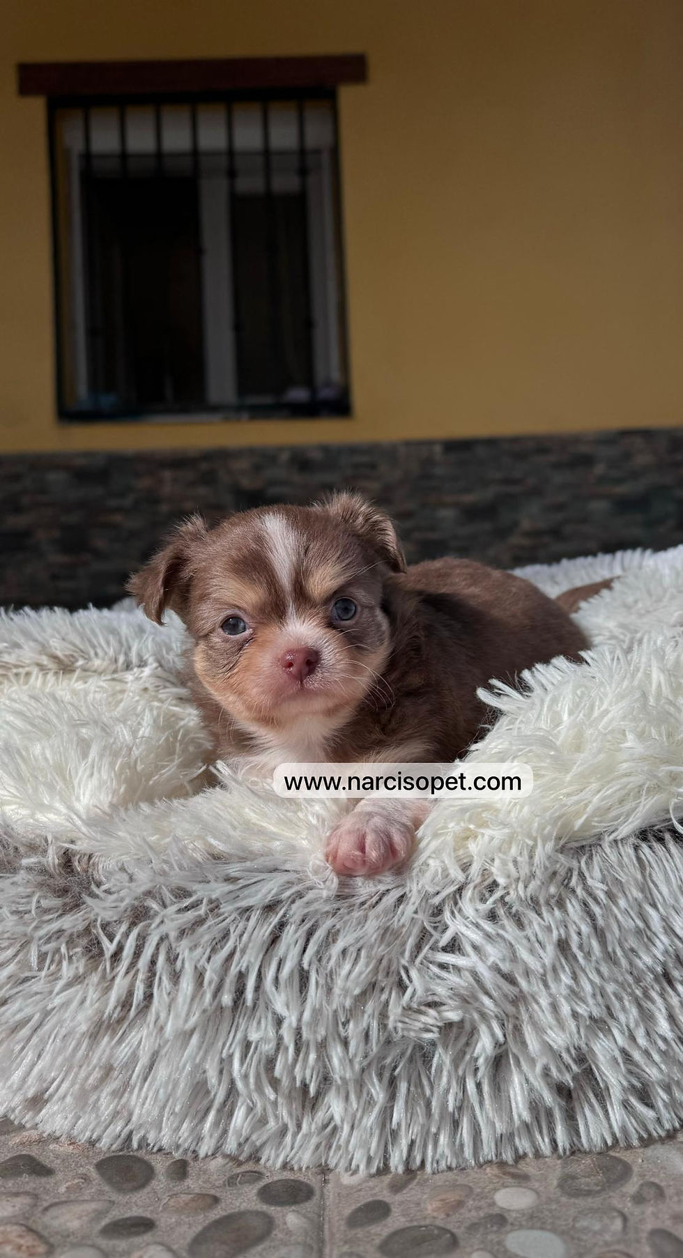 Miniatura: Chihuahua Pelo Largo Chocolate | Macho
