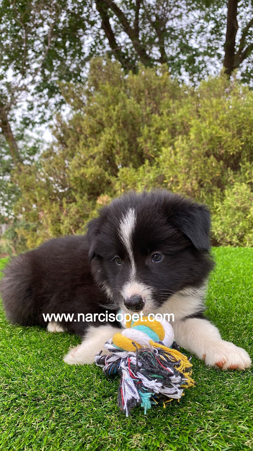 Miniatura: Border Collie Blanco y Negro Macho