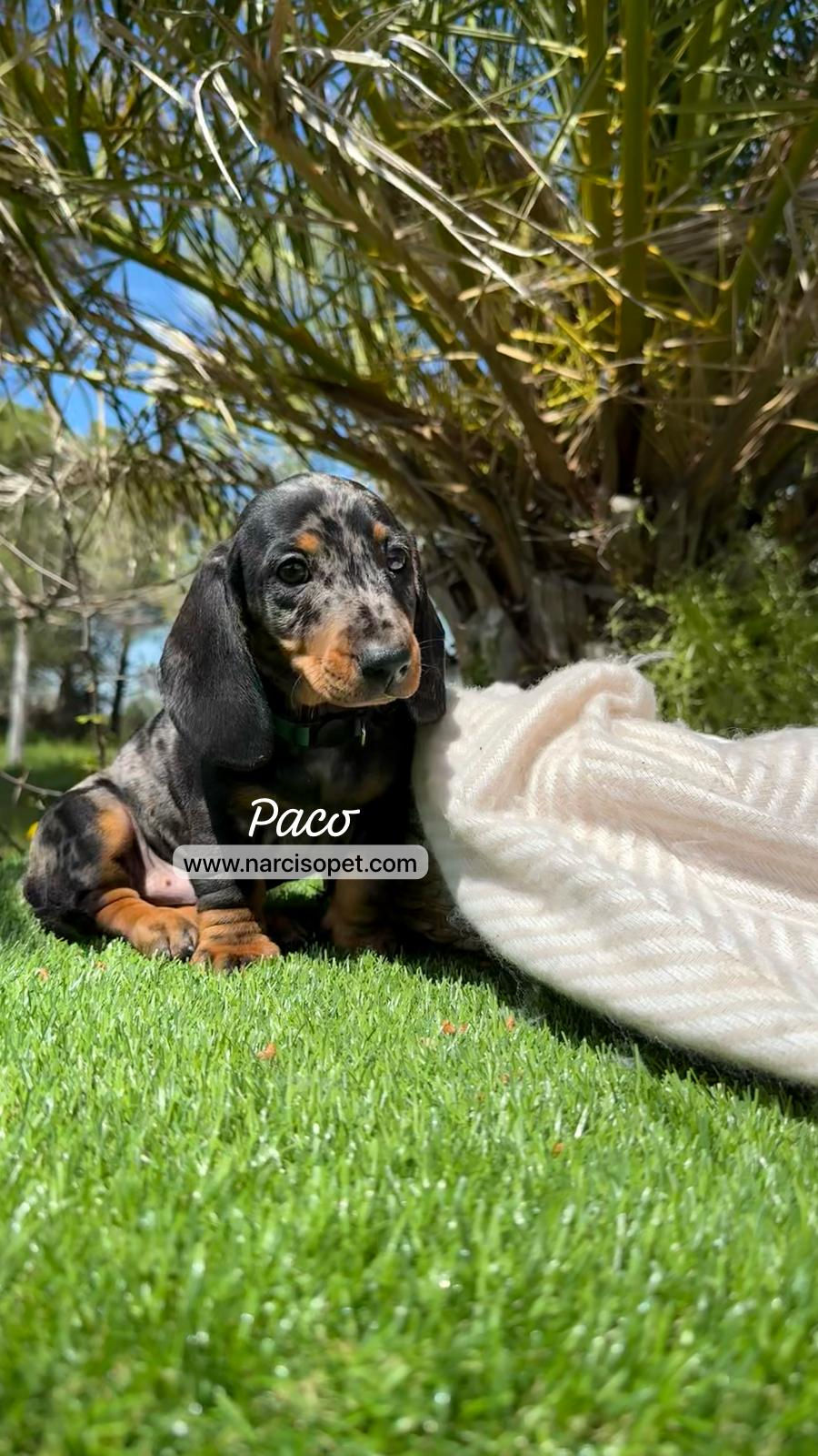 Thumbnail: Teckel Miniatura Arlequin Plata | Macho "Paco"