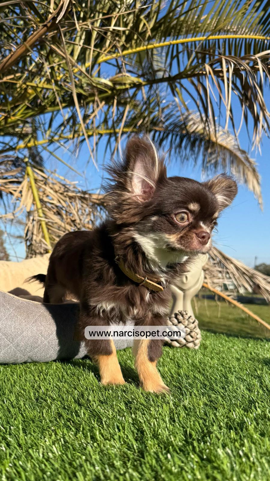 Miniatura: Chihuahua mini toy pelo largo | Macho - Chocolate