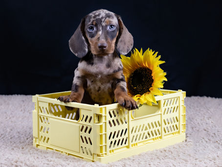 Claves para evitar estafas al comprar un cachorro