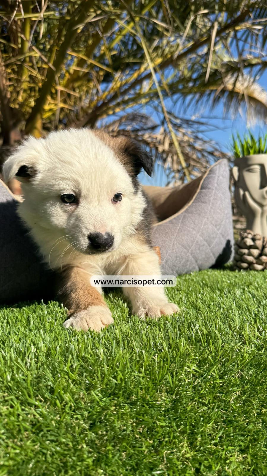 Thumbnail: Border Collie Sable | Hembra "Gina"