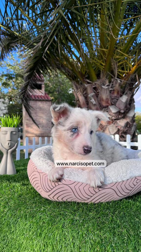 Miniatura: Border Collie Blue Merlé - Hembra