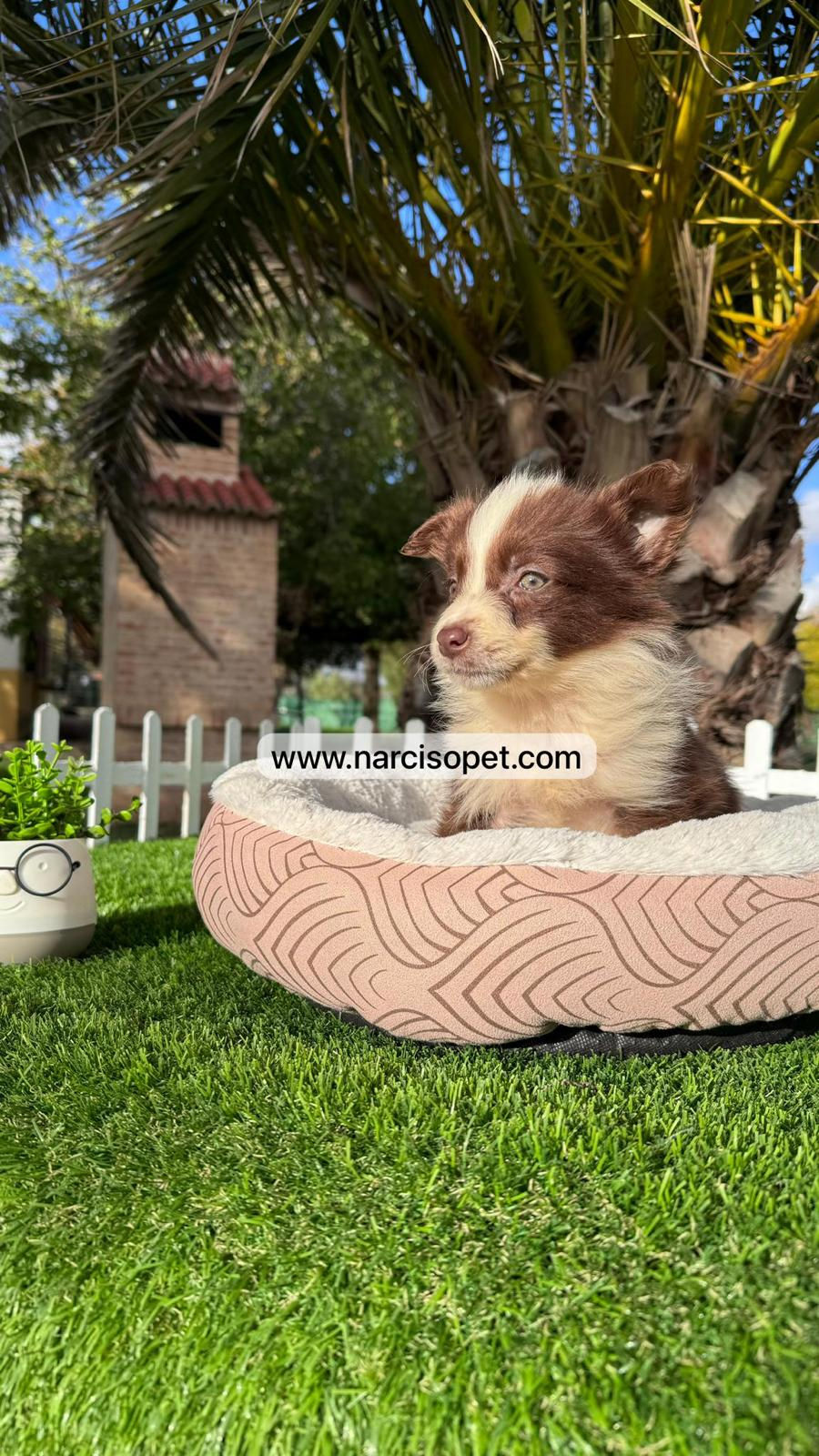 Thumbnail: Border Collie Chocolate - Hembra