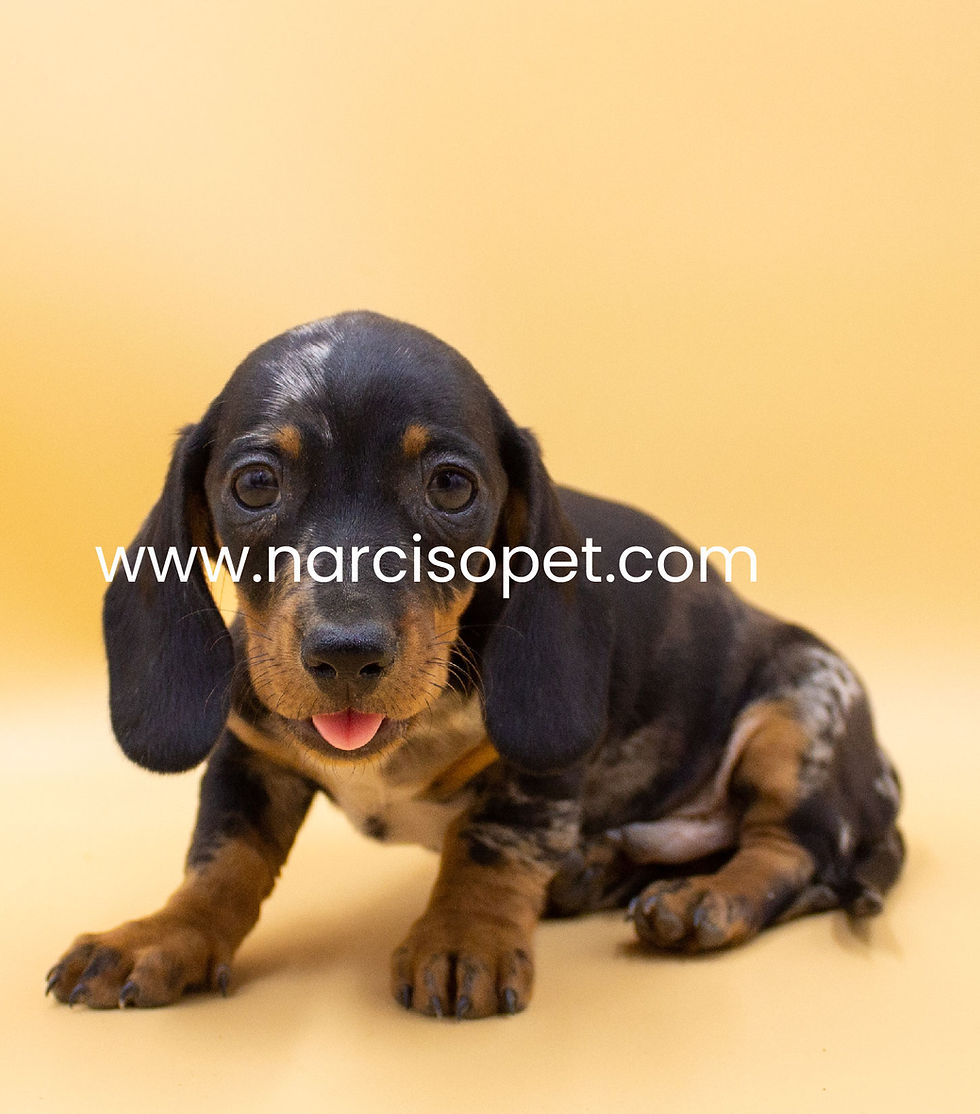 Miniatura: Teckel Arlequin Negro y Plata - Macho