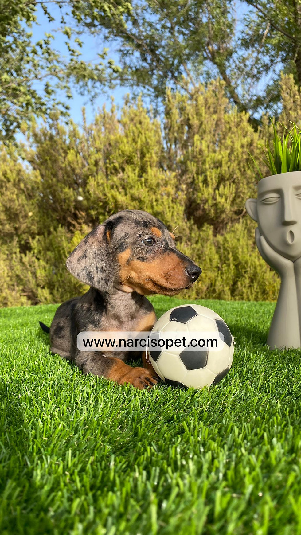 Miniatura: Teckel mini Arlequin - Macho