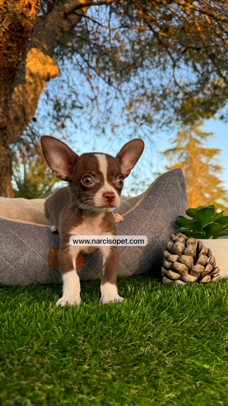 Thumbnail: Chihuahua mini toy | Macho - Chocolate  y Blanco