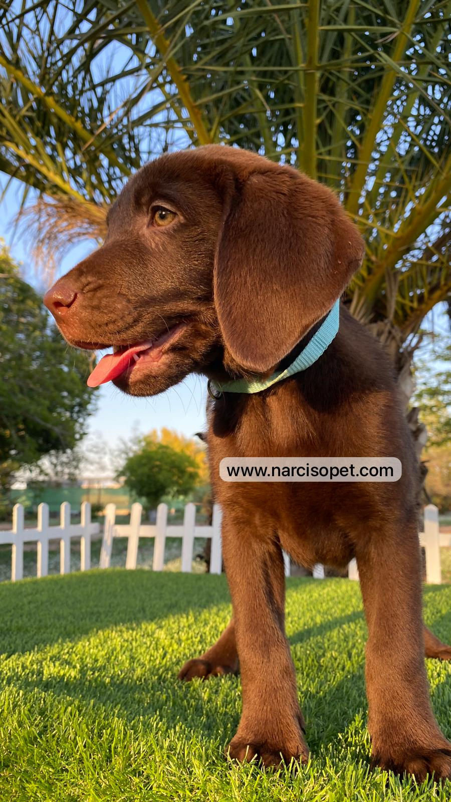 Miniatura: Labrador Chocolate - Macho